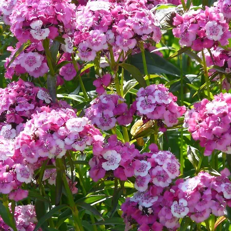 El Abuelo De La Cachava Herberg 4*