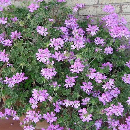 Herberg El Abuelo De La Cachava