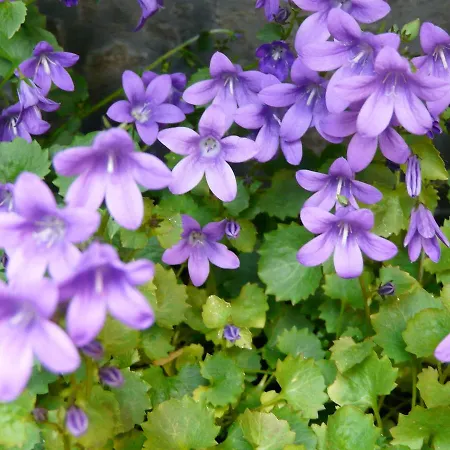 El Abuelo De La Cachava Gajano