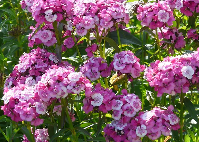 El Abuelo De La Cachava Värdshus 4*