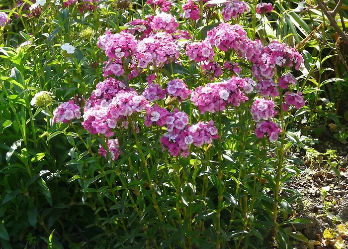 El Abuelo De La Cachava 宾馆 Gajano