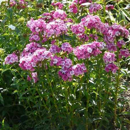 El Abuelo De La Cachava Gasthof Gajano