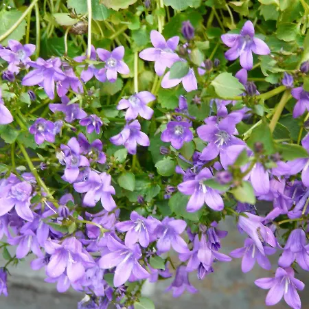 El Abuelo De La Cachava 4*