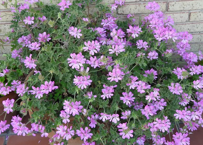 宾馆 El Abuelo De La Cachava