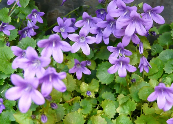 El Abuelo De La Cachava Gajano